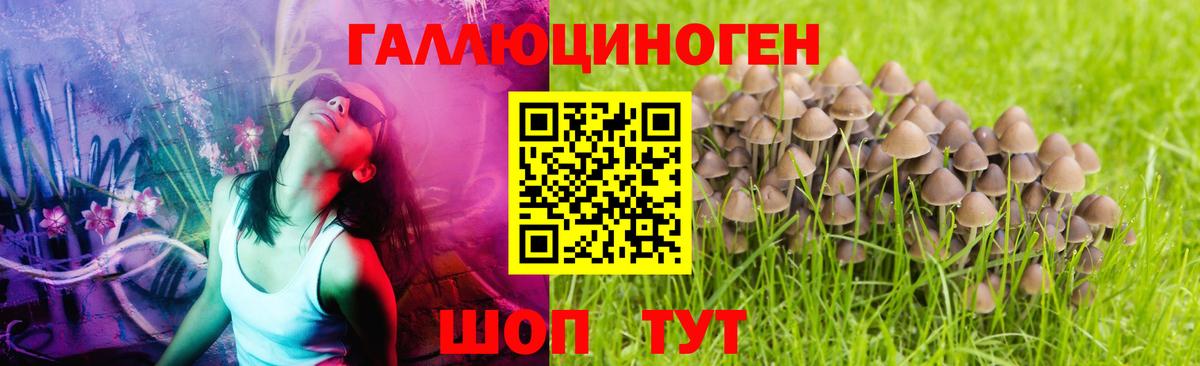 Псилоцибиновые грибы Psilocybine cubensis Юрга